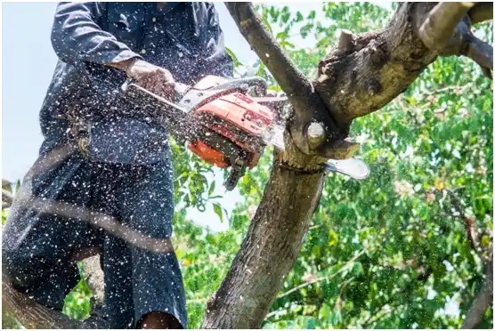 tree services Springtown